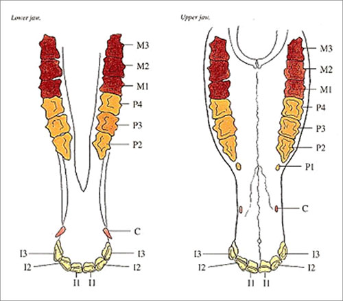 말의 치아 트리아단 분류법