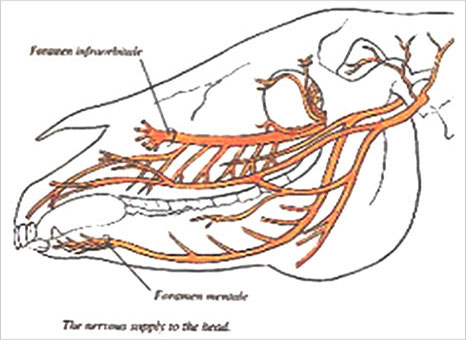 말머리의 신경 분포