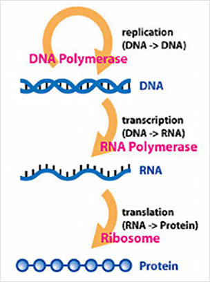 유전정보 복제/전사/번역