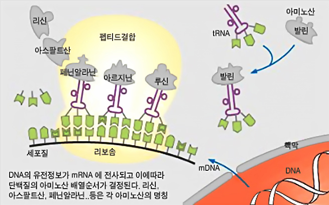 유전정보 DNA의 단백질 형성과정