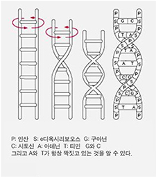 DNA 이중나선구조