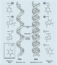 DNA와 RNA의 염기