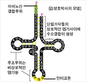 tRNA (transfer RNA : 전령RNA)