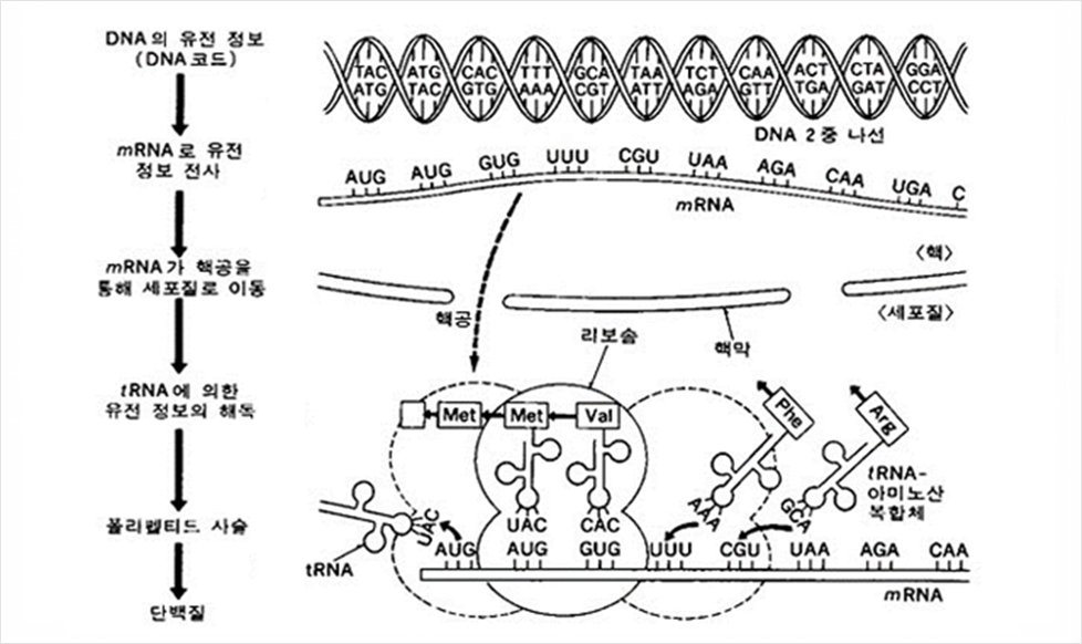 단백질 합성과정의 모식도