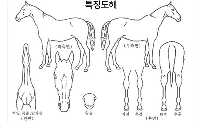 말의 신분 확인