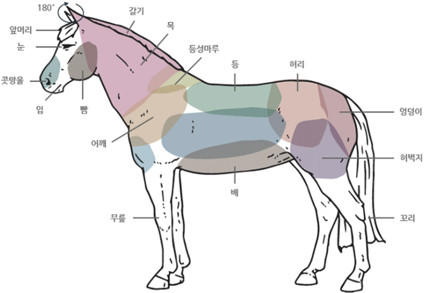 말의 신체적 부위