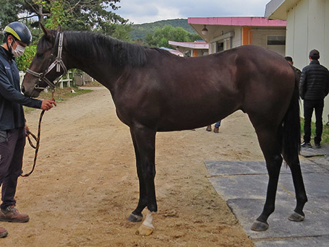 카리즈마