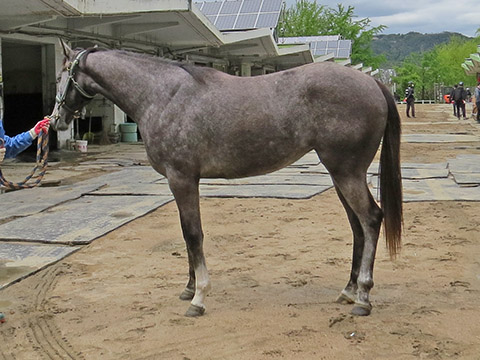 미스하이플라이