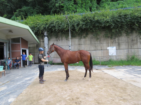 금성보스