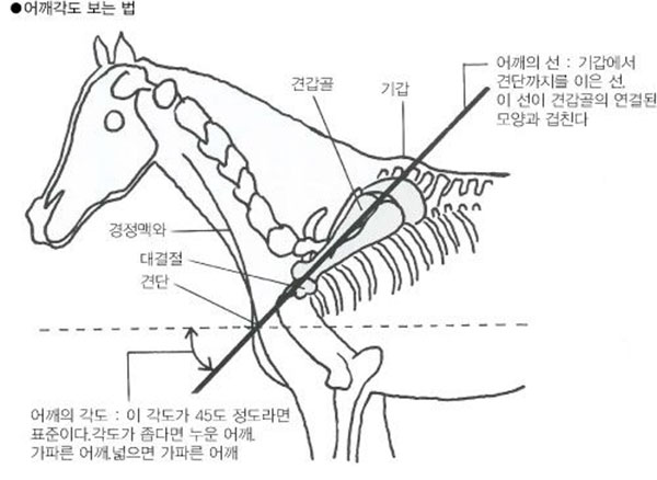 경주마 가파른 어깨와 누운 어깨