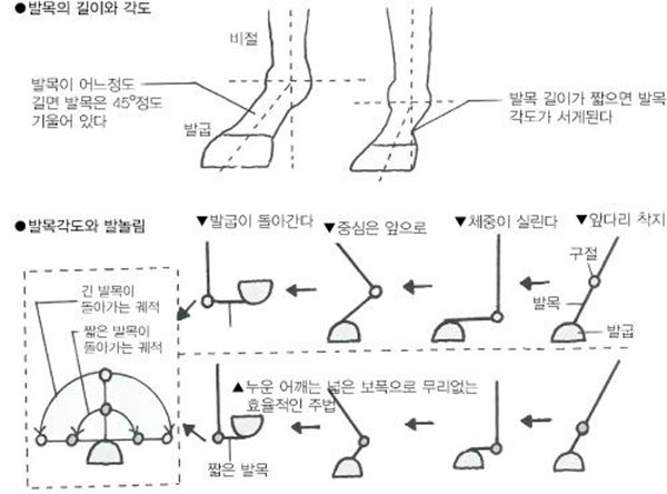 경주마 긴 발목과 짧은 발목