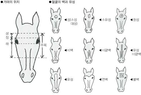 경주마 턱과 꼬리는 손으로 쓰다듬어서 확인한다