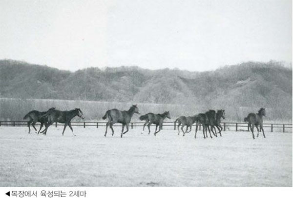 경주마 말 무리에서는 우두머리지만 인간에게는 순종