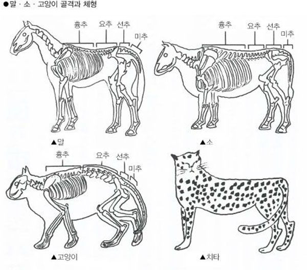 단배(短背)는 튼실한 허리를 의미