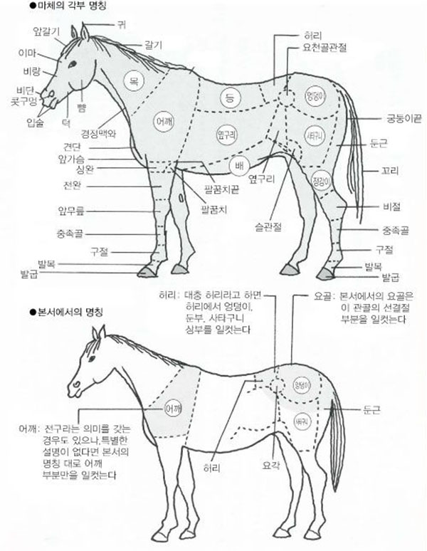 경주마 말 전체의 균형이 평가 기준