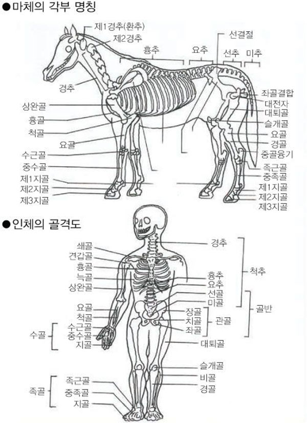 경주마 전구(前軀)의 균형 어깨와 허리의 균형