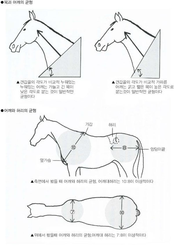 경주마 패독에서는 다양한 균형을 보이는 말이 있다