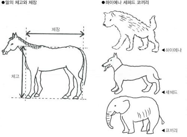 경주마 체고(體高)와 체장(體長)의 균형