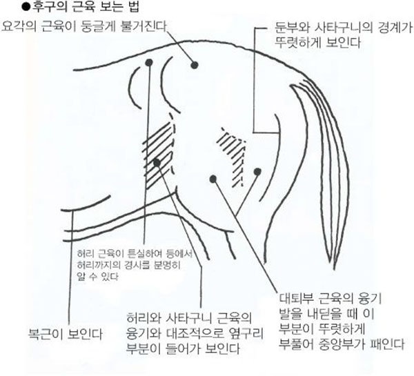 경주마