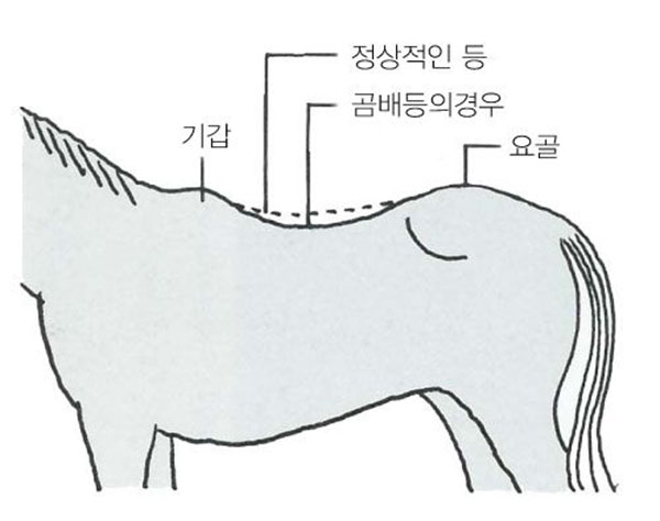 경주마 곰배등은 달리지 못한다