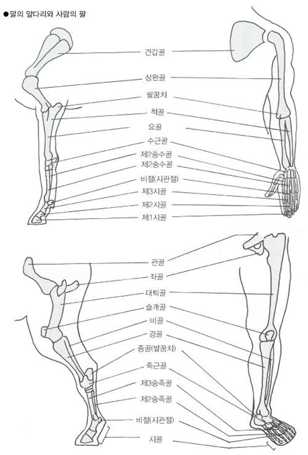 경주마 서 있는 모습에서 앞다리와 뒷다리의 균형을 확인한다