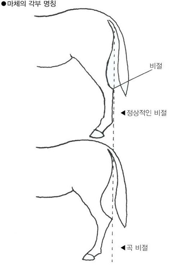 경주마 보우(Bow)는 굴건염에 걸리기 쉽다