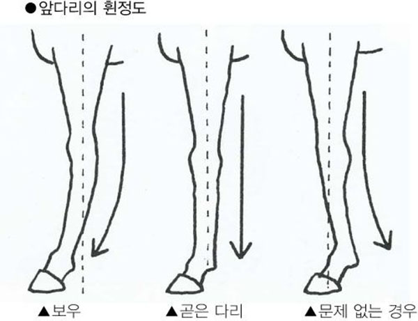 경주마 보우(Bow)는 굴건염에 걸리기 쉽다