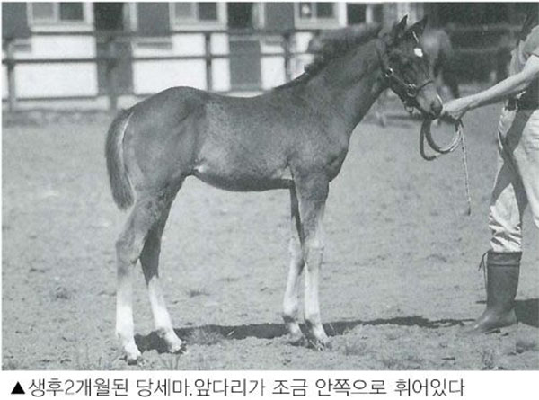 경주마 앞다리에 가해지는 부담