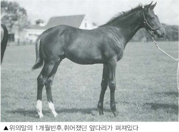 경주마 앞다리에 가해지는 부담